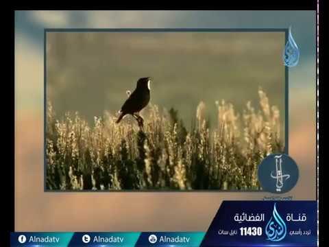 الصوارف عن آيات الله | ح15 | آيات لقوم يتفكرون | الدكتور محمد العجرودي