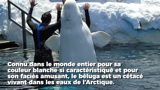 Un sanctuaire pour les bélugas au large de l'Islande