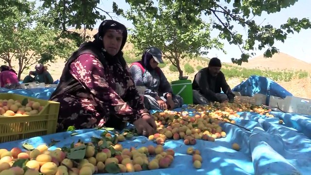 Mevsimlik kayısı işçilerinin zorlu mesaisi - MALATYA