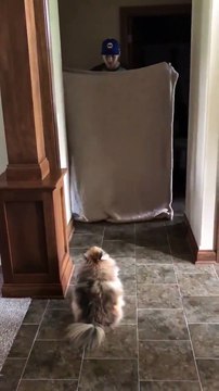 Un chien se fiche de sa maîtresse