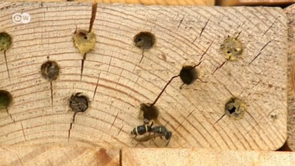 Yok olma tehlikesi ile karşıya olan arılar için otel