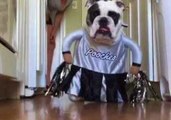 English Bulldog Is Not Impressed by Her Cheerleader Costume