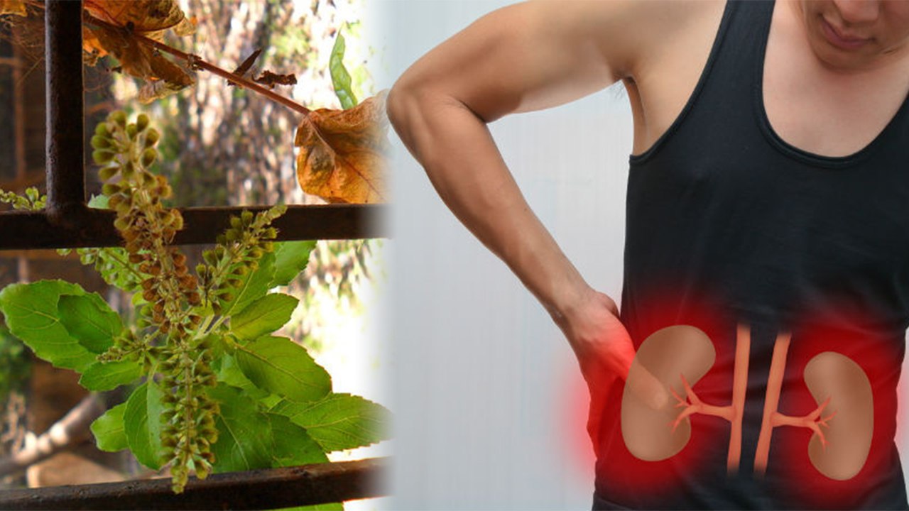 Kidney Stone Ayurvedic Treatment: ये आयुर्वेदिक हर्ब्स पथरी के इलाज में करती है चमत्कारी असर Boldsky