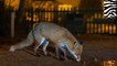 Animals becoming nocturnal to avoid humans
