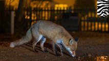 Animals becoming nocturnal to avoid humans