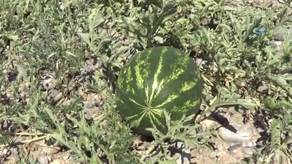 Iğdır'da Örtü Altı Karpuz Hasadı Başladı
