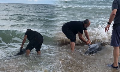 Yavru yunusu böyle hayata döndürdü