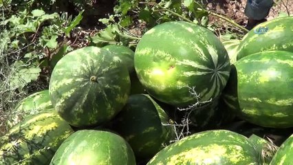 Iğdır'da örtü altı karpuz hasadı başladı