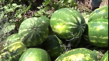 Iğdır'da Örtü Altı Karpuz Hasadı Başladı