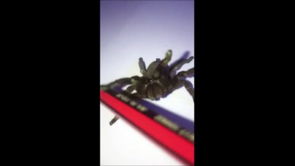 Cette tarentule 'serpent à sonnettes' va hanter vos futurs cauchemars