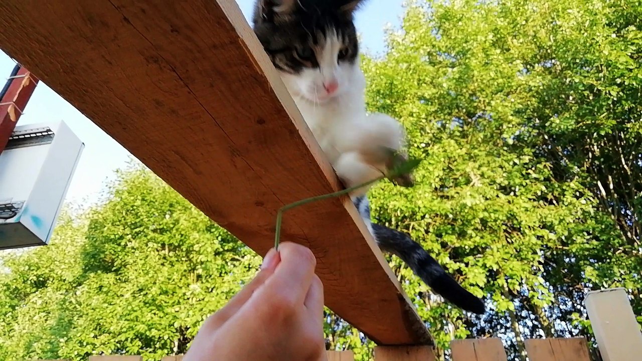 A dangerous hunter is attacking a flower