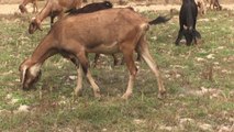 Most Funny and Cute Baby Goat Videos Real Life in Farm (2)