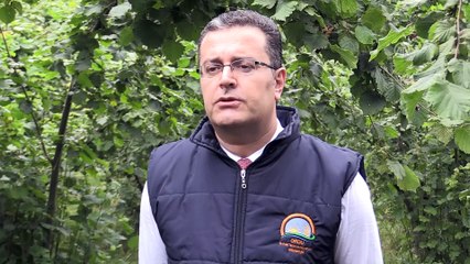 Fındıkta 2018 rekoltesi belirleniyor - ORDU