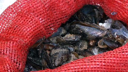 Antalya’da midye operasyonu... Sağlıksız koşullarda hazırlanan 500 kilo midye ele geçirildi
