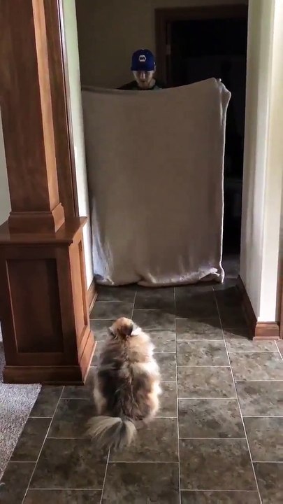Chien face à un tour de magie avec un drap #WhatTheFluffChallenge
