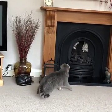 Ce chat escalade la cheminée... RATÉ !!