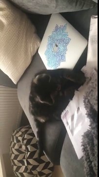 Ce chat ouvre les lettres avec ses dents !