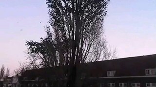 Huge numbers of Birds flying from the Tree...!!!!Amazing Live footage...!!!