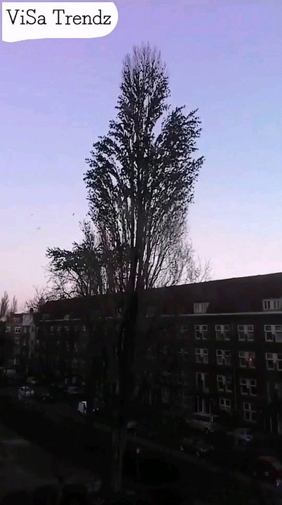 Huge numbers of Birds flying from the Tree...!!!!Amazing Live footage...!!!