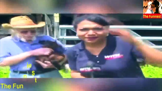 Funny Baby Goats animals Compilation - TRY NOT TO LAUGH CHALLENGE