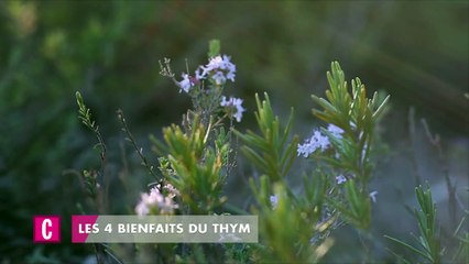 Les 4 bienfaits du thym