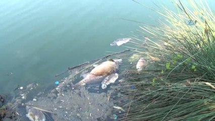 Sinop Sarıkum Göleti'nde Balık Ölümleri