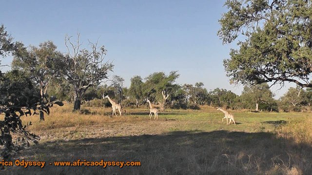 African Safari - The South Luangwa, Zambia