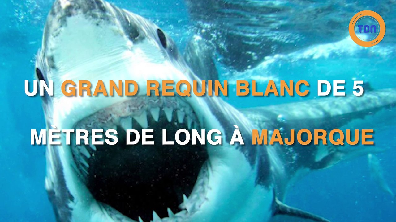 Un grand requin blanc à Majorque