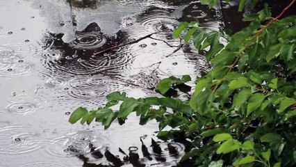 Игорь Янакий. Падают звезды.