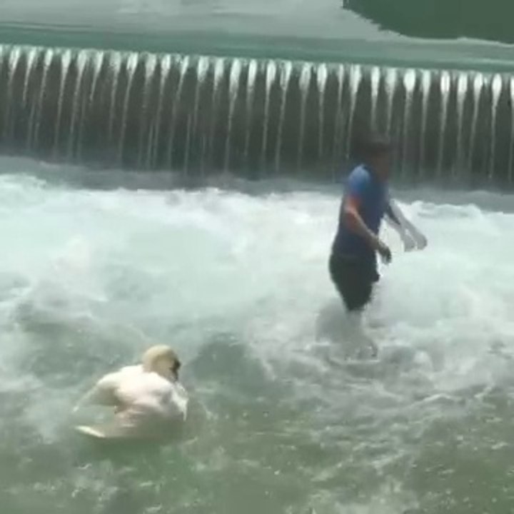 Sauvetage d'un bébé cygne coincé dans une chute d'eau à Annecy