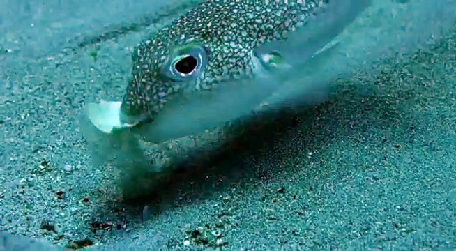 Puffer Fish Creates This Blue Water Art