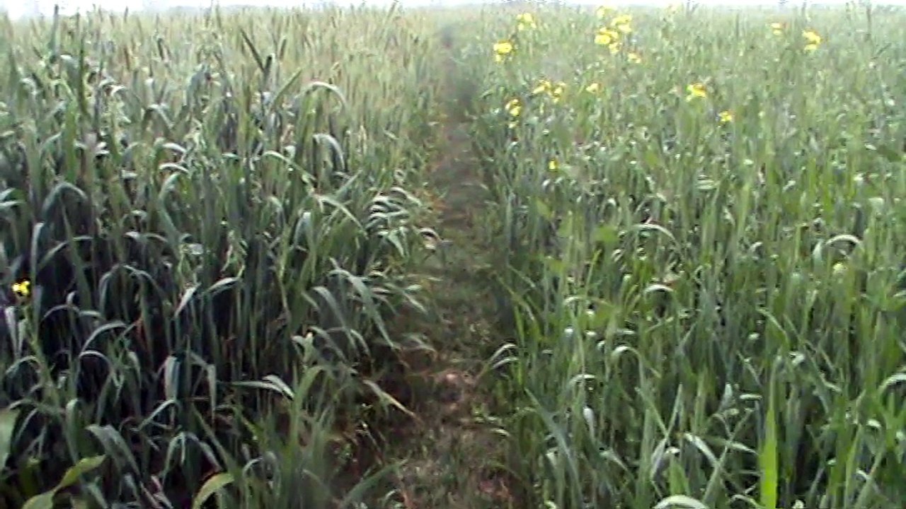 agricalture countryside in india