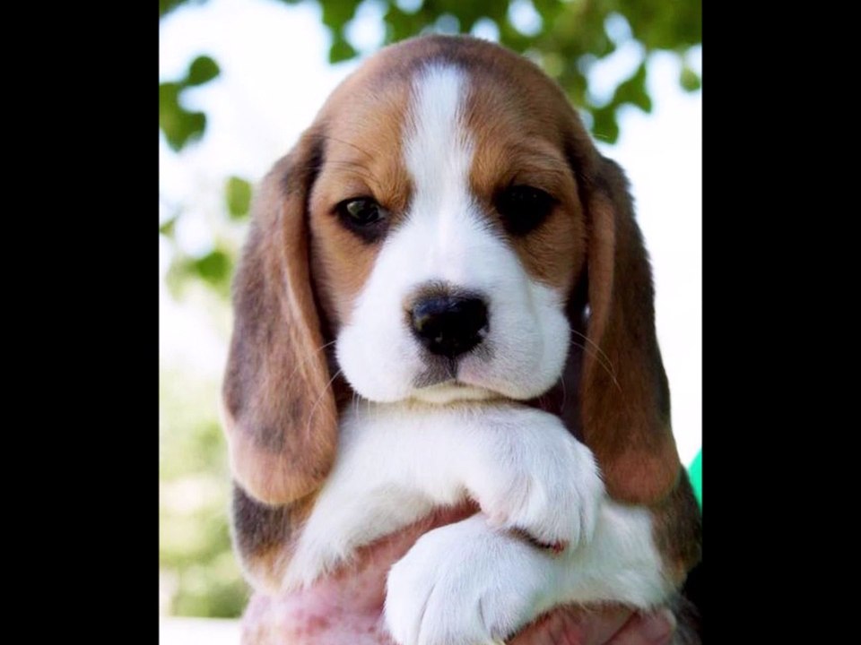 cute beagle puppies