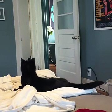 Un chat face au challenge #WhatTheFluffChallenge !