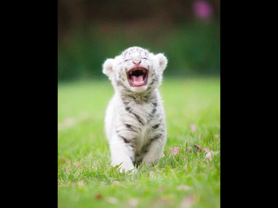 white tiger kitten