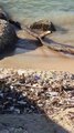 Bari: sporcizia sula spiaggia di Pane e Pomodoro