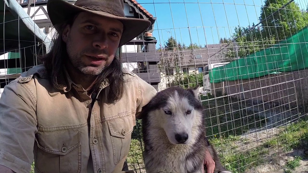 Unser Husky Rudel / Husky Hof / Nature Trails