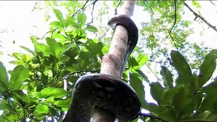 Download Video: Regardez comment ce serpent énorme grimpe à l'arbre