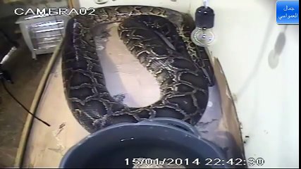 Un boa géant en pleine mue : impressionnant