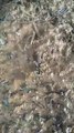 Des centaines de fourmis volantes sortent de sous terre... terrifiant