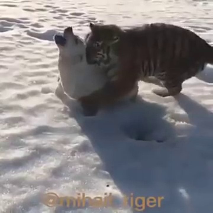 Tigre VS Chien... Une belle amitié