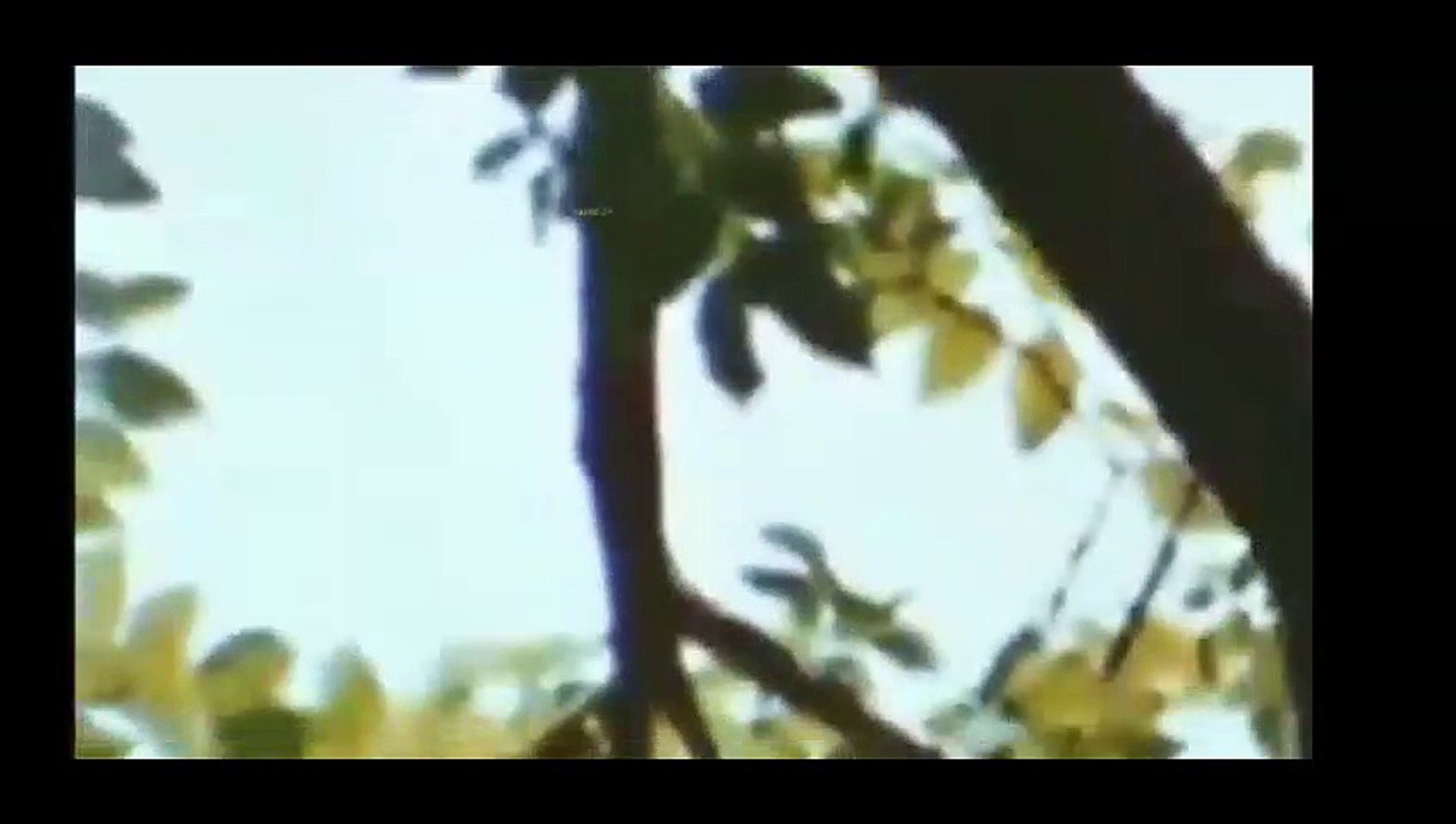 Watch Strange Wilderness Movie Comedy Adventure Part 2