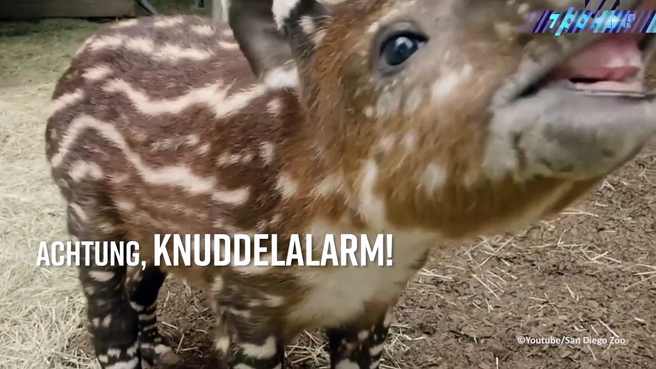Knuddelalarm: Tapir-Baby zeigt seinen Rüssel