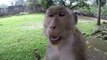 Monkey eating food by Tourist's Girl  Cambodia Tours & Travel (2)