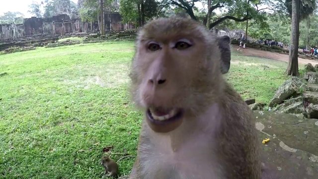 Monkey eating food by Tourist's Girl Cambodia Tours & Travel (2)