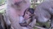 Monkey eating food by Tourist's Girl  Cambodia Tours & Travel