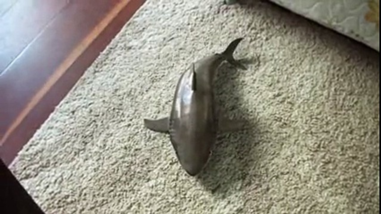 Shark playing dead Supercute