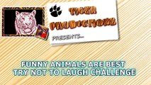 Funny animals are best try not to laugh challenge Funny animal compilation