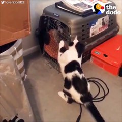 Cat Breaks Dogs Out Of Time Out The Dodo