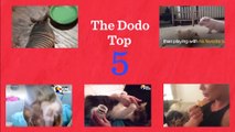 Dachshund Dog Has Signature Move To Get Attention Other Funny Animals The Dodo Top 5